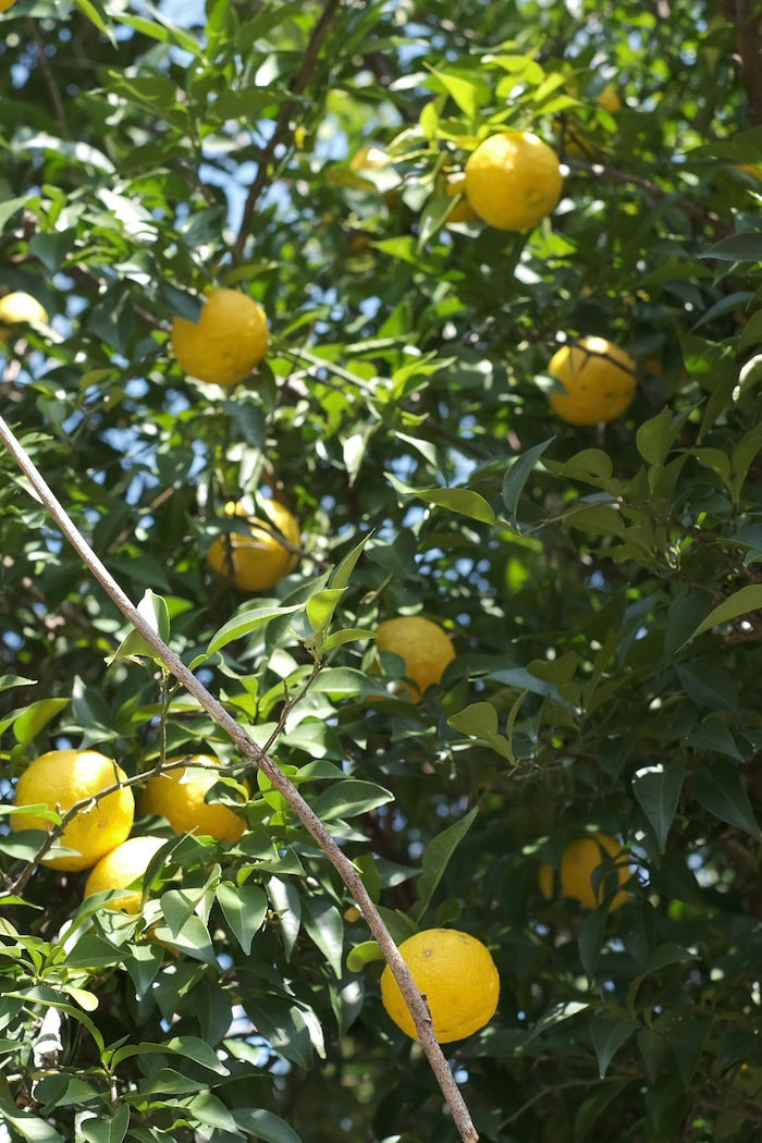 柚子ブリオッシュ